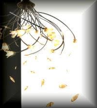 Flami Sdf, Signa orari di apertura
