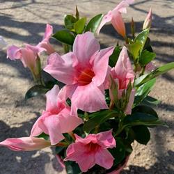 Flor E Fantasy Di Vaglietti Elena, Brivio orari di apertura