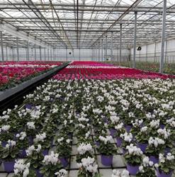 Floricoltura Burlon S.s. Di Burlon Nicola e Enrico, Santa Giustina orari di apertura