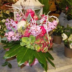 Floricoltura F.lli Francesconi Valerio E Massimo Snc, Sant'Agata sul Santerno orari di apertura