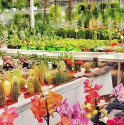 Floricoltura Gardesana Antoine, Desenzano del Garda orari di apertura