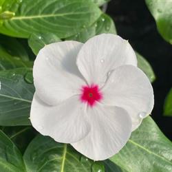 Floricoltura Azzoni Di Azzoni Giovanni e Figli, Sumirago orari di apertura