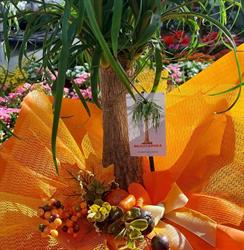 Floricoltura Gaggioli, Gorizia orari di apertura