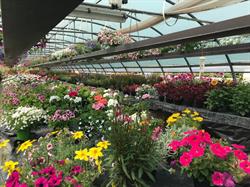 Floricoltura Mattaboni Di Mattaboni Maria Marilena, Gallarate orari di apertura