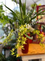 Fioreria Garden Ischia, Arco orari di apertura