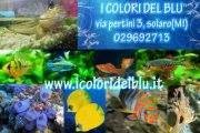 I Colori Del Blu SNC Di Castellazzi Mario e C., Solaro orari di apertura