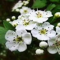 Il Biancospino, Mozzate orari di apertura