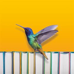 Il Colibri', Borgosesia orari di apertura