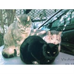 Studio Veterinario Dott. Alfonso Ioculano, Bordighera orari di apertura