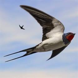 Istituto S. Benedetto, Rapallo orari di apertura