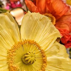 Fiori e Piante L'Annaffiatoio, Trieste orari di apertura