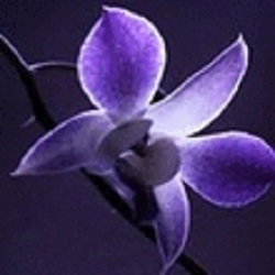Fioreria L'Orchidea Blu, Bologna orari di apertura