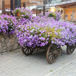 La Mimosa, Terni orari di apertura