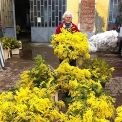 La Mimosa Di Gianotto Rita & C.sas, Asti orari di apertura