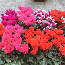 La Primavera Di Privitera Patrizia, Sutri orari di apertura