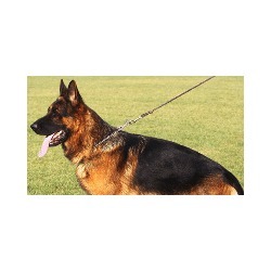Laner Astrid Pensione per Cani, Brunico orari di apertura