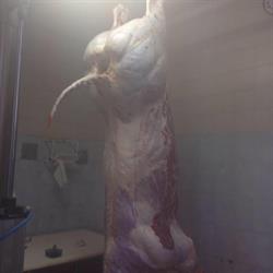 Macelleria Galli Franco Dei F.lli Galli SNC, Pievepelago orari di apertura