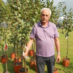 Maioli Enzo, Salvaterra orari di apertura