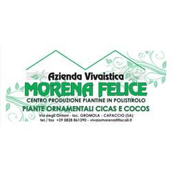 Azienda vivaistica Morena Felice - Cicas, Cocos, Ingrosso piante da Orto, Capaccio Paestum orari di apertura