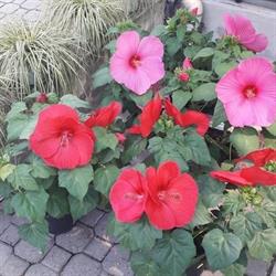 Orio Garden S.n.c., Lecco orari di apertura