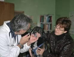 Ambulatorio Veterinario Peccioli Dr. Emanuele, Montanaro orari di apertura