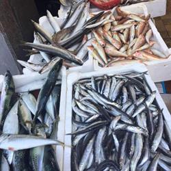 Pescheria La Paranza Di Polverino e C. SAS, Salerno orari di apertura