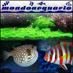 MONDO ACQUARIO di GHERARDOTTI & ORTOLANI snc, Firenze orari di apertura