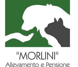 ALLEVAMENTO PENSIONE CANI E GATTI MORLINI di MATTIOLI ILVA, Reggio Emilia orari di apertura
