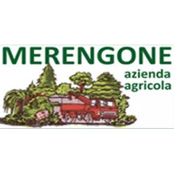 Merengone Vivai vip story, Albisola Superiore orari di apertura