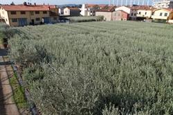 Del Ministro Giampiero, Pescia orari di apertura