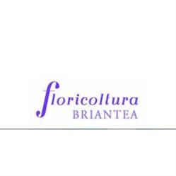 Floricoltura Briantea, Bellusco orari di apertura